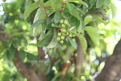 Byrsonima crassifolia